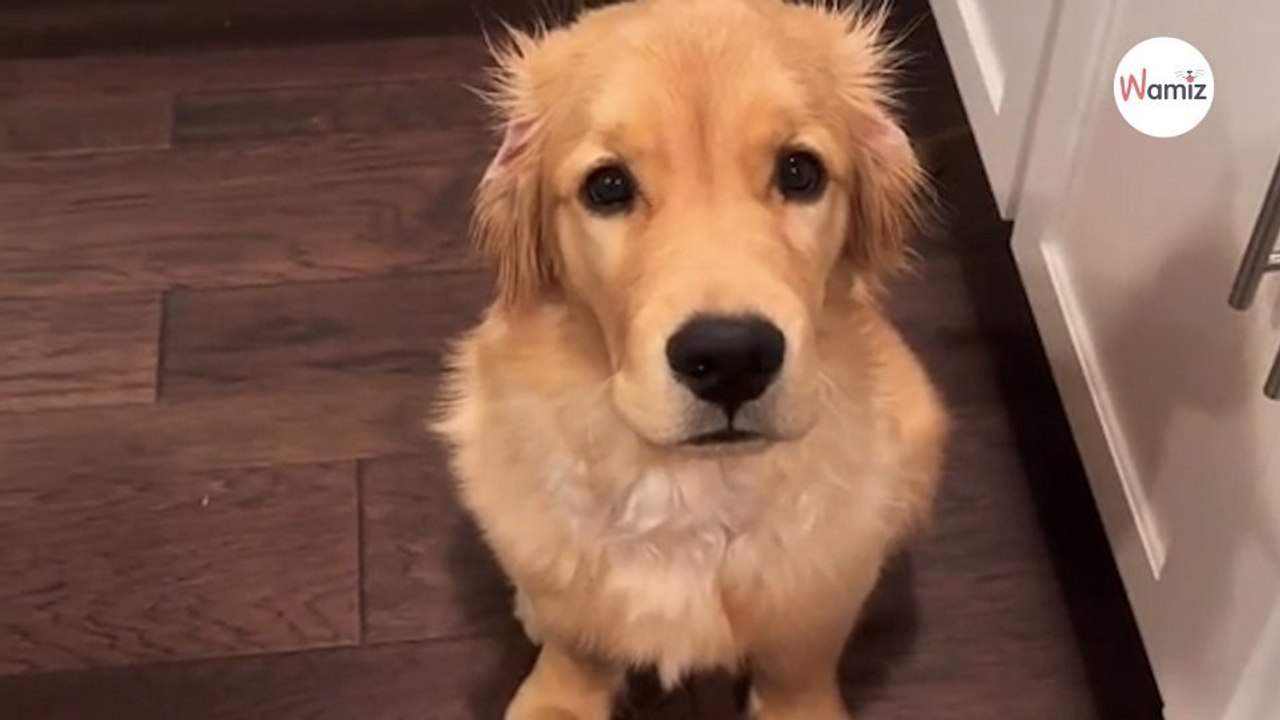 Beim Futter versteht dieser Golden Retriever-Welpe keinen Spaß (Video)
