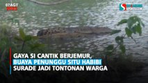 Gaya Si Cantik Berjemur, Buaya Penunggu Situ Habibi Surade Jadi Tontonan Warga