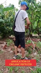 Life of  Cacao Trees Needs Organic Fertilizer