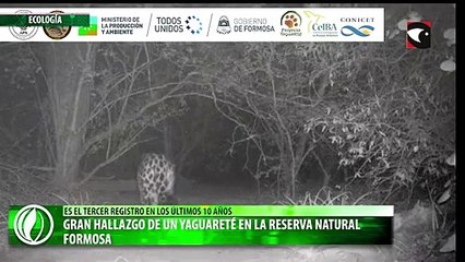 Gran hallazgo de un yaguareté en la Reserva Natural Formosa