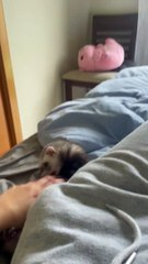 Le furet ludique tombe du lit