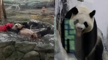 Adorable Pandas Splash Around to Cool Off