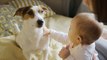 Keep In Mind These Simple Suggestions When Introducing Your New Baby to Your Fur Baby