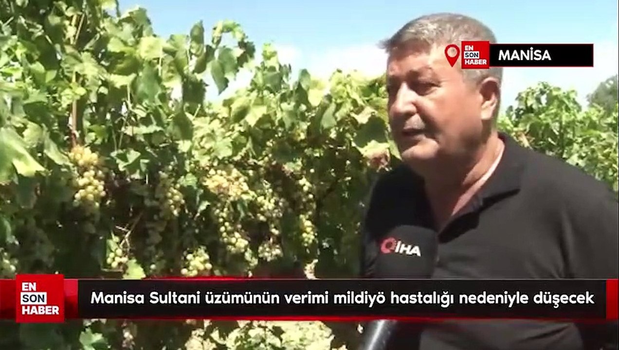 Manisa Sultani üzümünün verimi mildiyö hastalığı nedeniyle düşecek