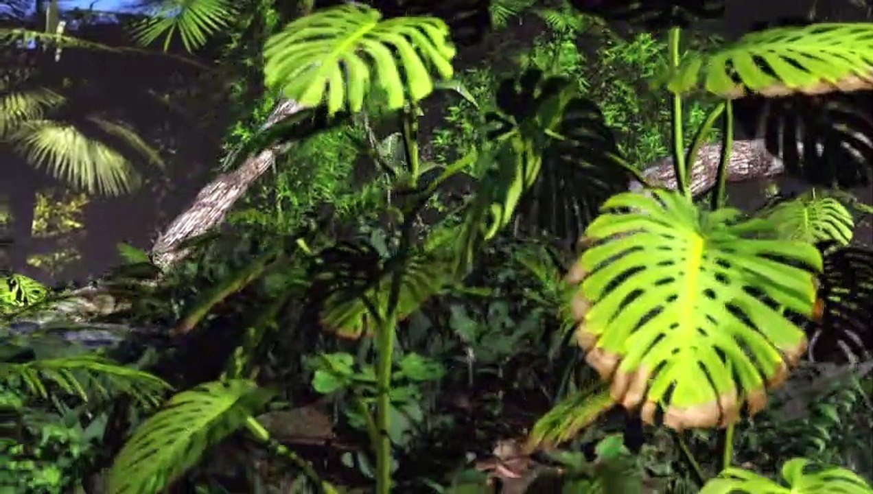 La forêt amazonienne