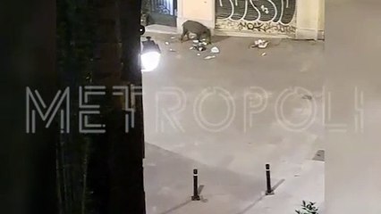 Jabalíes comiendo basura en la calle mayor de Sarria