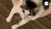 Tierarzt behandelt Katze: Halterin kann nicht mehr aufhören zu lachen (Video)