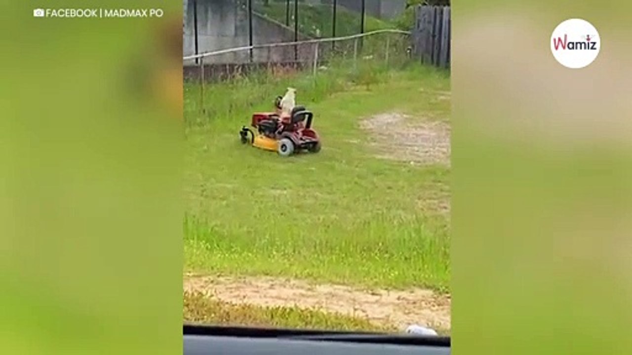 Nachbar muss brüllen vor Lachen, als er sieht, was im Garten nebenan abgeht (Video)