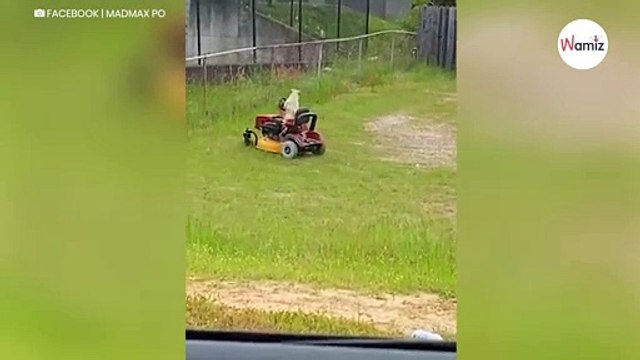 Nachbar muss brüllen vor Lachen, als er sieht, was im Garten nebenan abgeht (Video)
