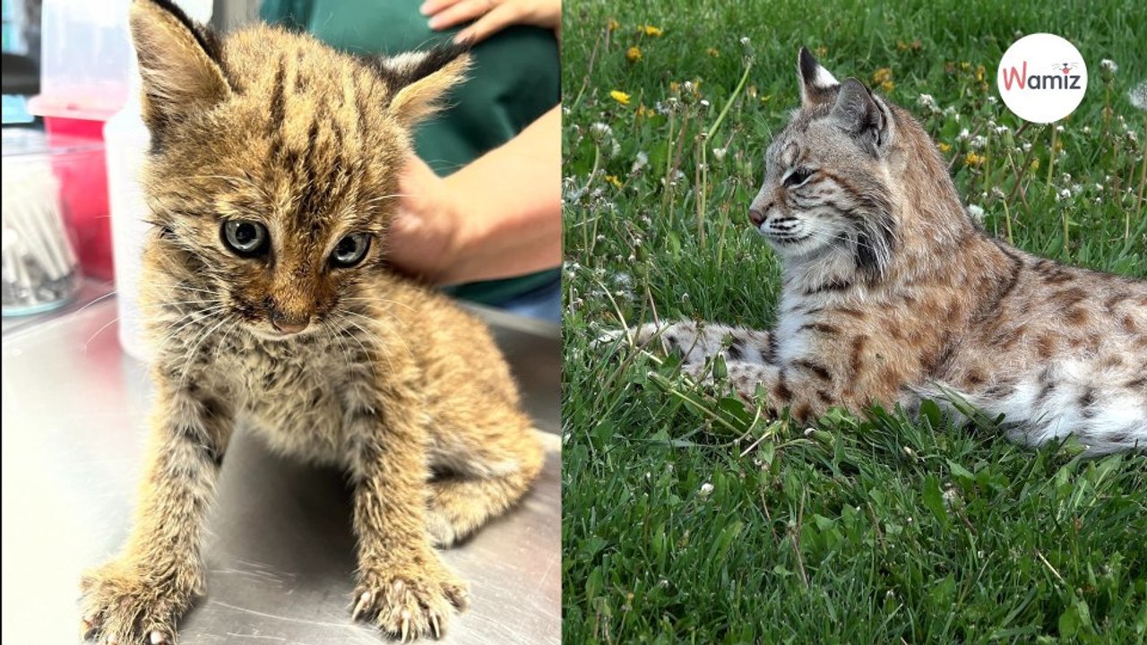 Familie findet fremde Katze im Garten, doch mit ihren Pfoten stimmt etwas nicht
