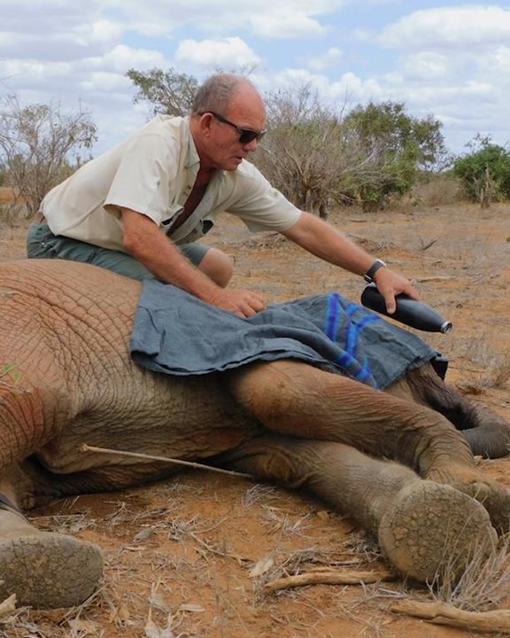Heroes Rescue a Elephant Calf with Extreme Heat Exhaustion and Nurse It Back to Health