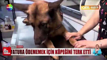 İstanbul'da köpeğinin tedavi masrafını ödememek için terk etti
