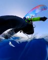Paragliding Goes WRONG as Paraglider Is Forced to Land on Water