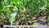 Generosa producción de maíz esperan productores de maíz en Esquías, Comayagua