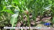 Generosa producción de maíz esperan productores de maíz en Esquías, Comayagua