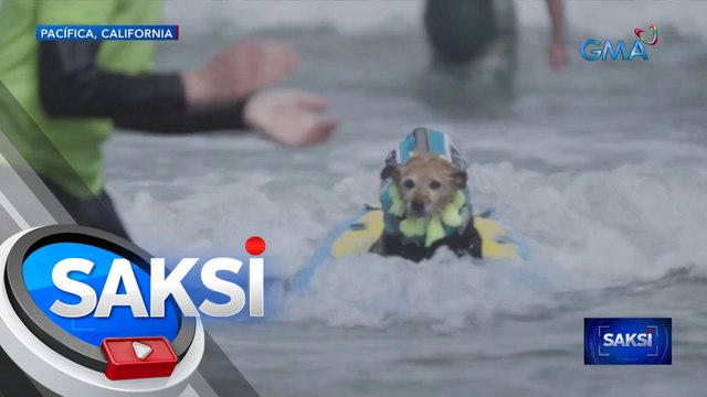Mga aso, naki-surfin' in the U.S.A. sa World Dog Surfing Championships | Saksi