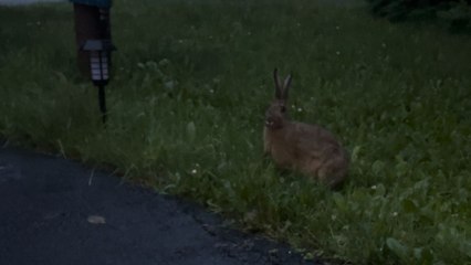 Kindhearted woman realizes she has bunny's full trust when it eats from her hands