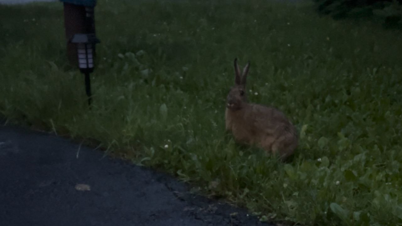 Kindhearted woman realizes she has bunny's full trust when it eats from her hands