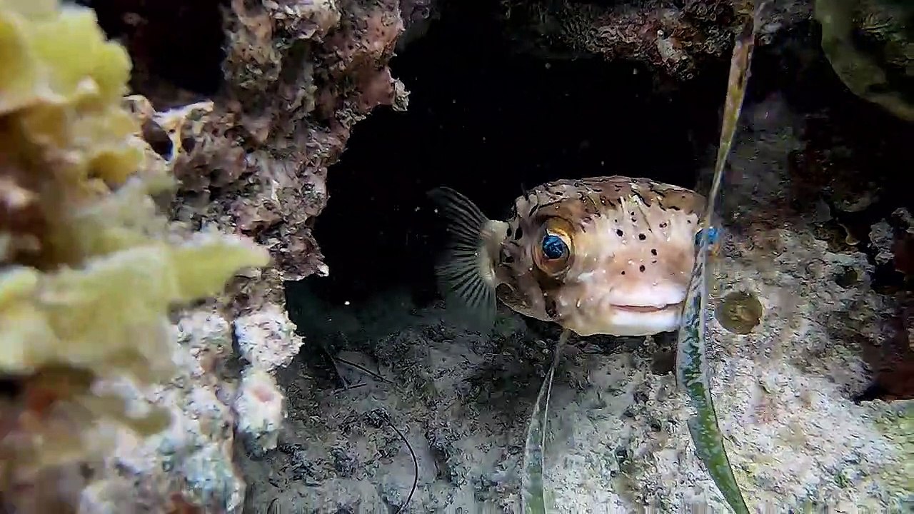 Staredown avec Cutty Diodon Fish