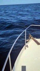 Repérer les raies manta depuis un bateau