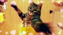 Baby Cats - Cute and Funny Cat Videos Compilation #cutecats #cuteanimals