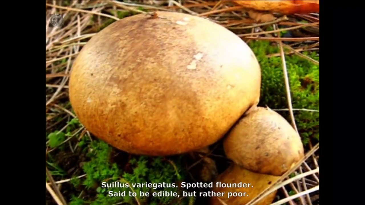 Suillus variegatus. Champimaginatis. English Text