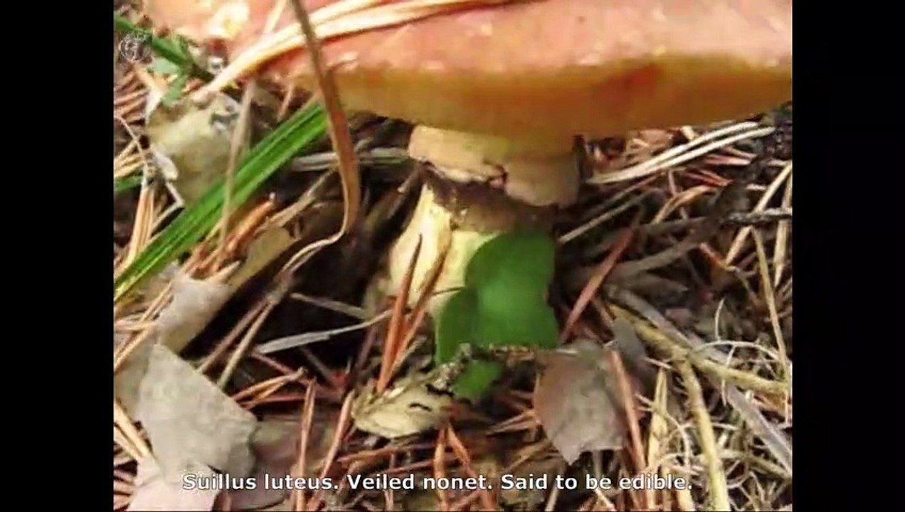 Suillus luteus. Champimaginatis. English Text
