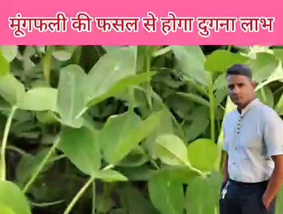 मूंगफली की खेती से अधिक उत्पादन लेने के लिए किसान यह काम जरूर करें मूंगफली की फसल से होगा दुगना