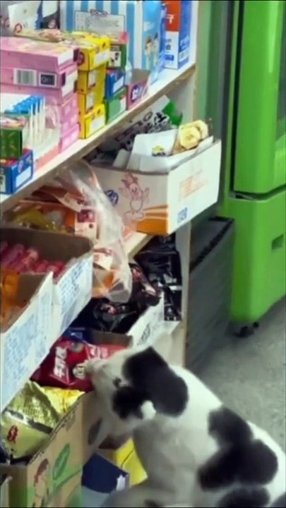 Funny animals - Funny cats / dogs - Funny animal videos 2023 - Part 6/Haypyy Pett Thank you for watching our videos!