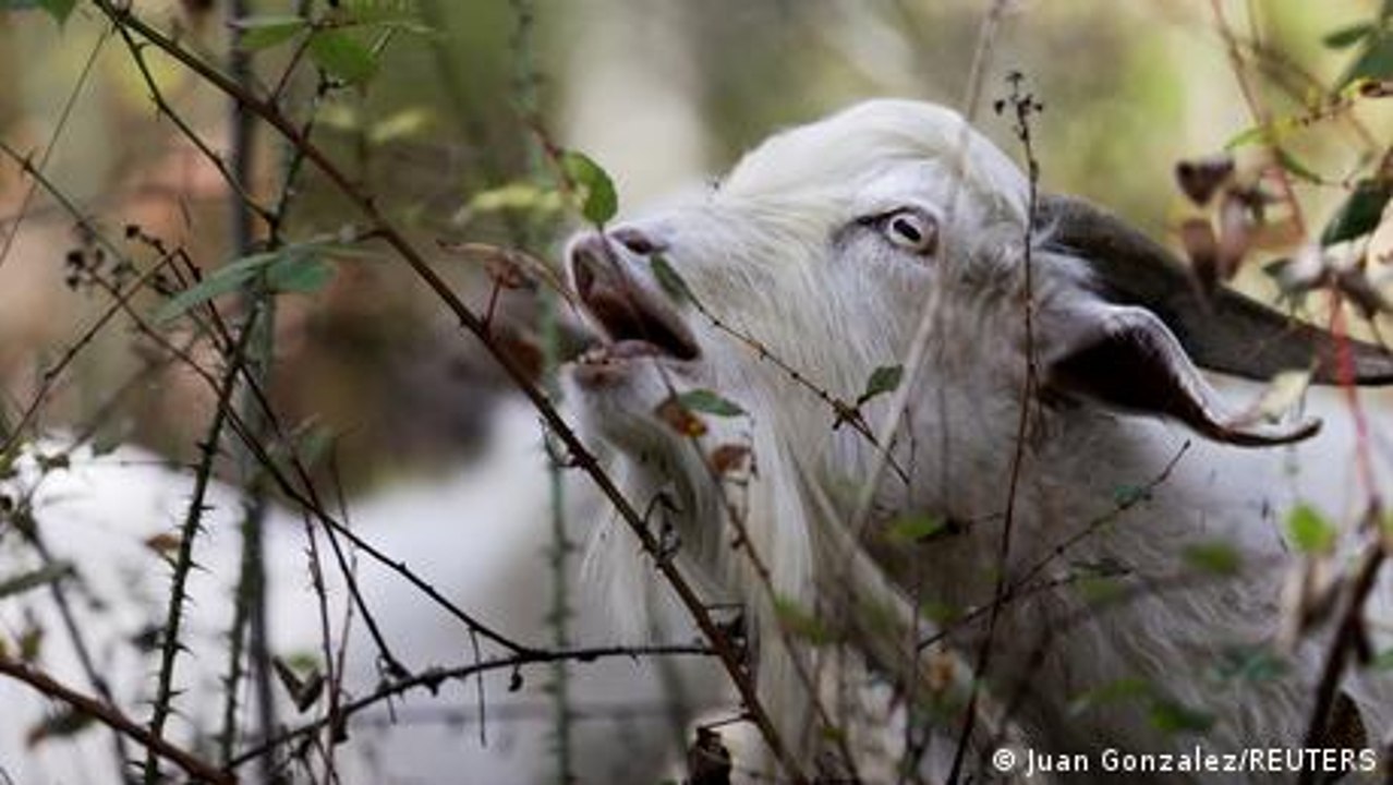 Vielversprechend: Ziegen als Waldbrandschützer in Chile