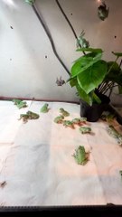 Frénésie alimentaire des grenouilles