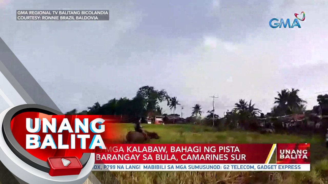 Karera ng mga kalabaw, bahagi ng pista sa isang Barangay sa Bula ...