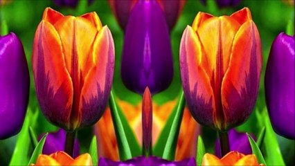 Stallion1950 Tumblr Movie 31