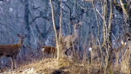 la force du tigre de sibérie: être un predateur silencieux
