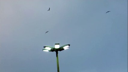 Naquela Noite ele Sonhou com um Mar Azul | movie | 2010 | Official Trailer