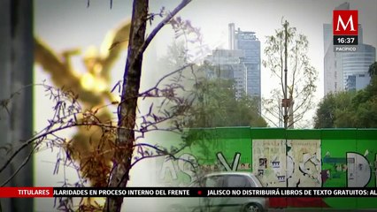 Segundo ahuehuete plantado en la Glorieta de Reforma se encuentra en proceso de adaptación