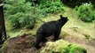 Un ours cambriole leur maison  - ZAPPING SAUVAGE