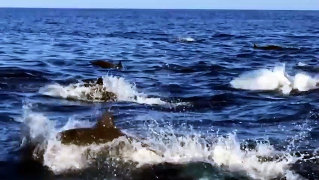 Très beaux sauts de dauphins Breathtaking Dolphin Jump - ZAPPING SAUVAGE