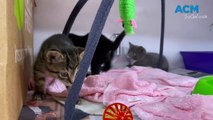 Abandoned kittens find homes after going to the vet
