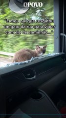 Homem resgata gatinho abandonado e o leva para viajar de caminhão
