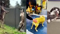Funny Dogs And Cats Videos-----Best Funniest Animal Video Of The Day---#123---أفضل فيديو مضحك مضحك اليوم