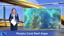 Typhoon Doksuri Fails To Clear Algae From Penghu Coral Reefs