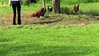 Rooster chases girl!  Its a chicken!