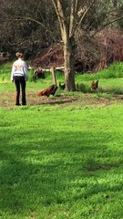 Rooster chases girl!  Its a chicken!