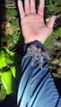 Touching a Brazilian Wandering Spider and other venomous animals in the Forest