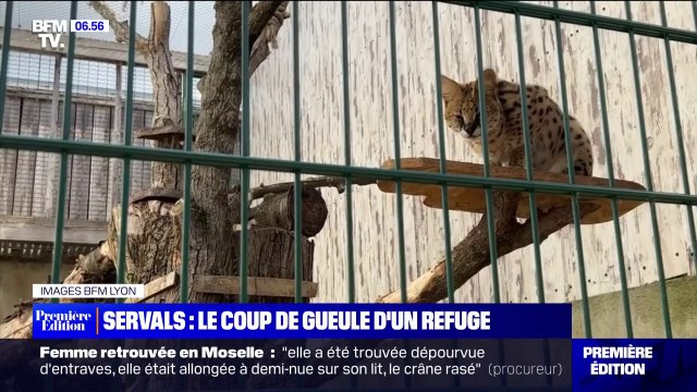 Une mode folle et illégale : le coup de gueule d'un refuge animalier contre le nombre de servals acquis par des particuliers, puis abandonnés