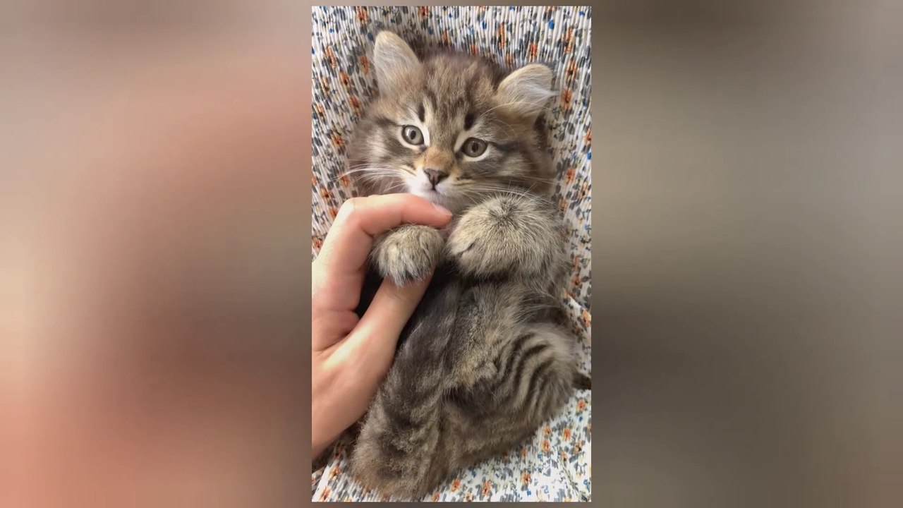 Cutest kitten❤️❤️