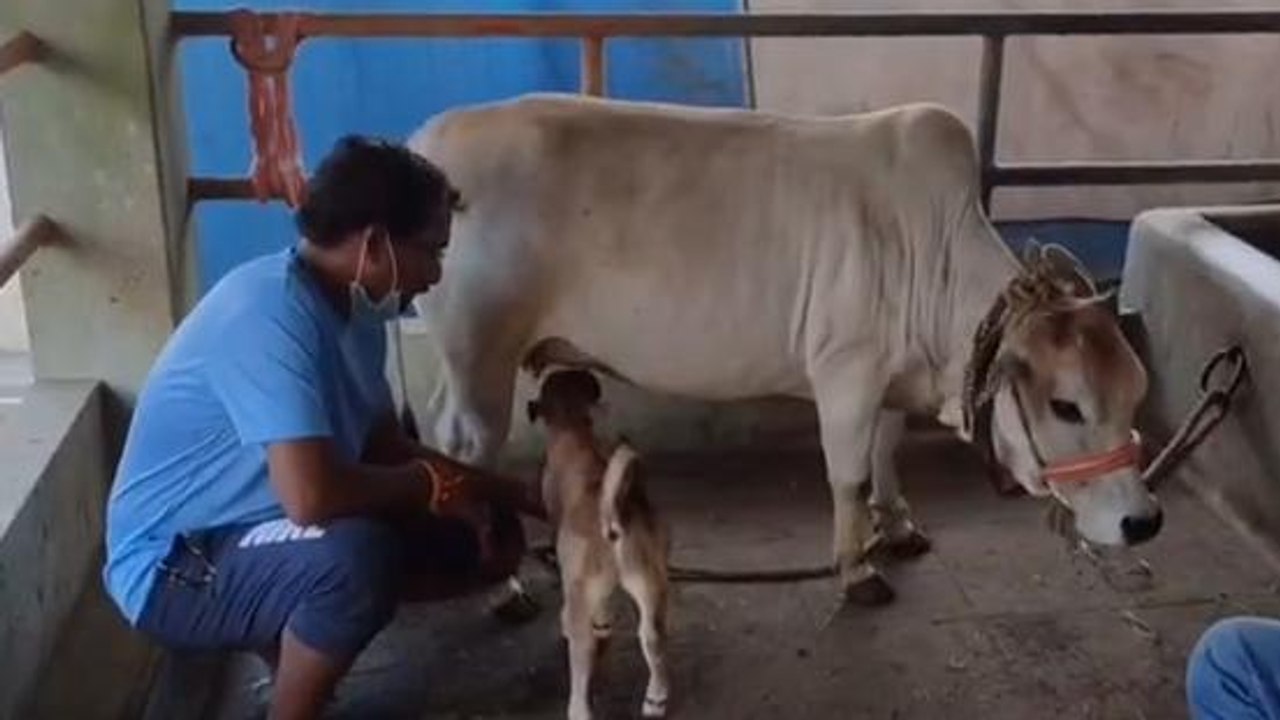 తూర్పు గోదావరి జిల్లా: గోవులపై అమితమైన ప్రేమ.. మీరూ ఓ లుక్కేయండి
