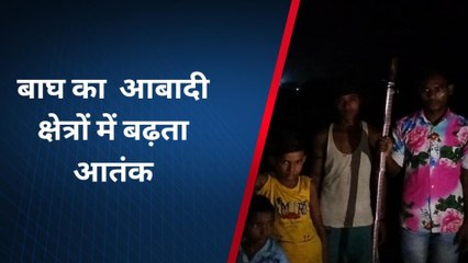 बहराइच: आबादी क्षेत्रों में लगातार बढ़ता बाघ का आतंक,कई मवेशियों को बनाया अपना निवाला