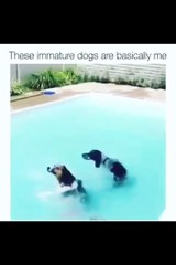 Dog Enjoying In Pull